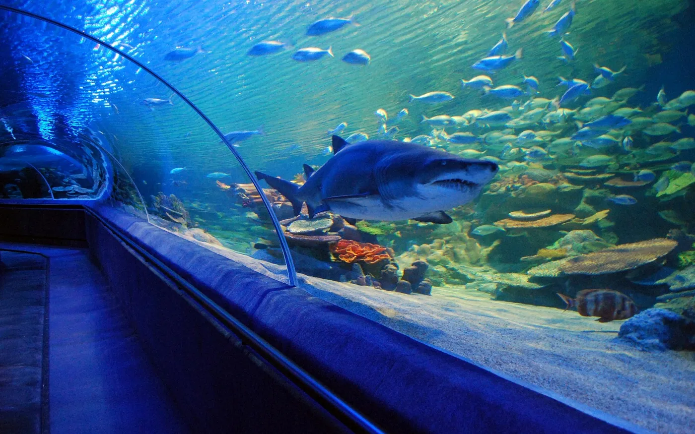 图库祖水族馆