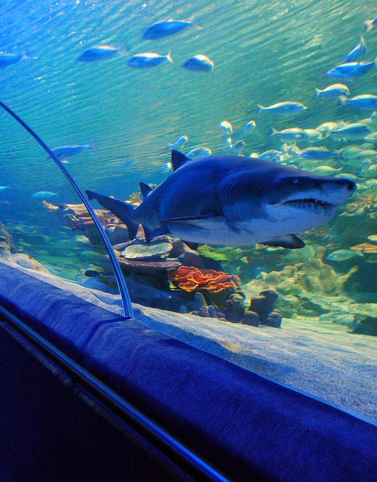 图库祖水族馆 
